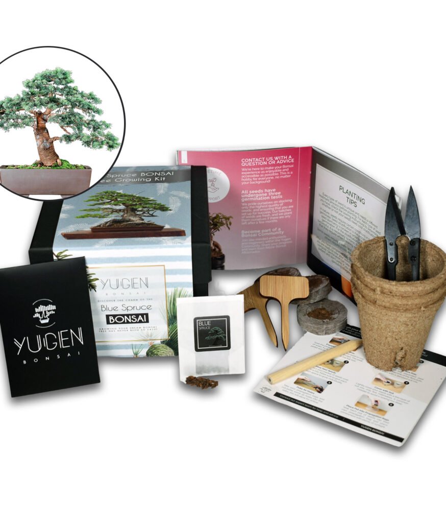 Bonsai Tree Starter Kit Grow Your Own Bonsai Expert Guidance