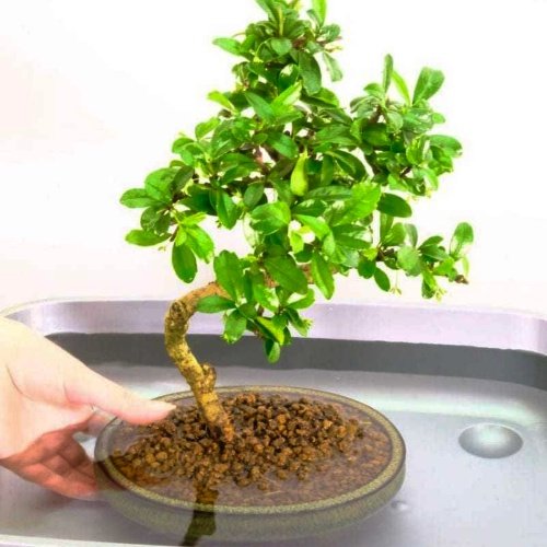 How to Water a Bonsai Tree: Helpful Tips