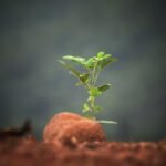 From Tiny Seed to Majestic Bonsai: A Journey Worth Taking