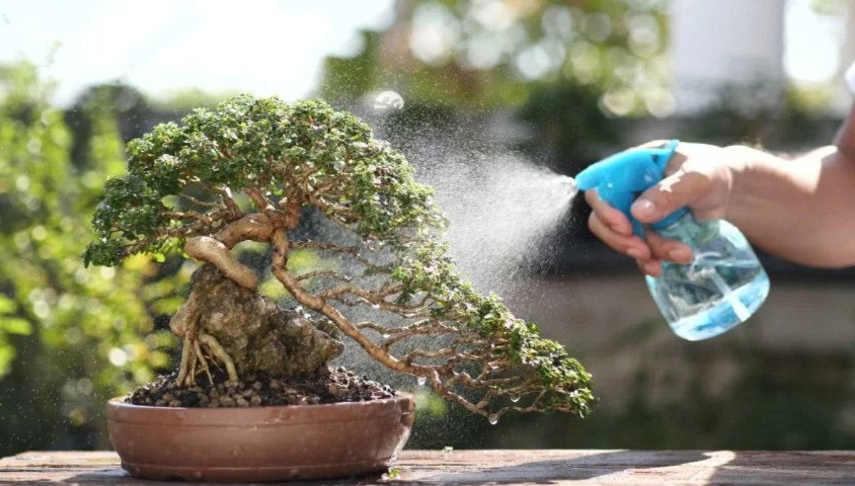 How Often and How To Water a Bonsai Tree Properly – Soaking to Sipping