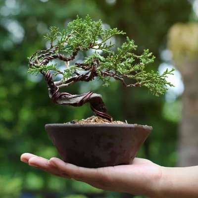 Young bonsai tree with wire