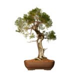 Juniperus Virginiana bonsai tree