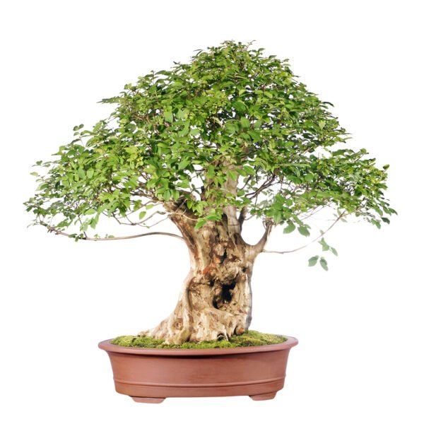 Lagerstroemia Floribunda bonsai tree