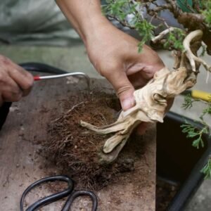 Repotting Bonsai: When, Why, And How To Do It Properly