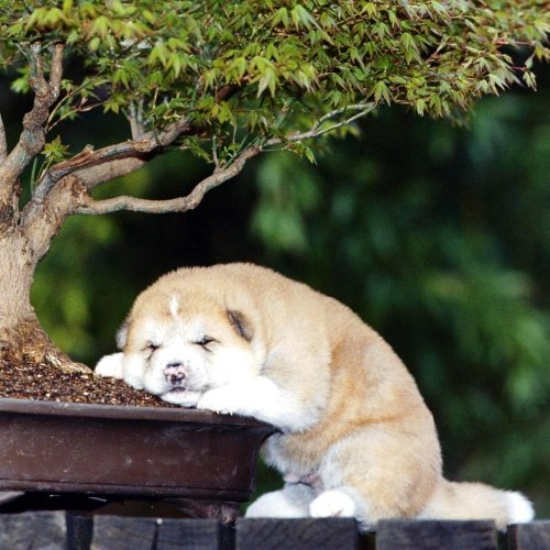 dog friendly bonsai species