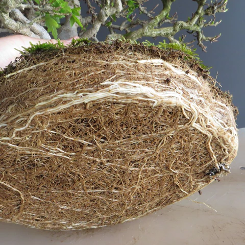 Pot bound roots