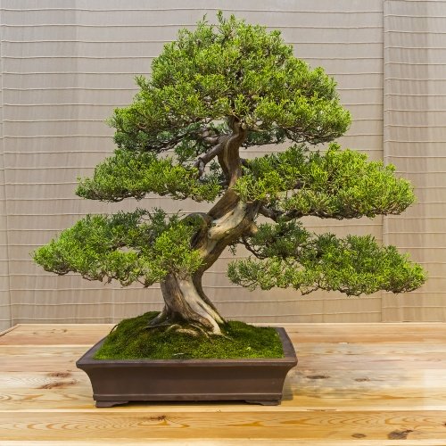 Juniper bonsai tree care