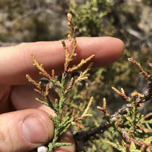 Unhealthy Juniper foliage