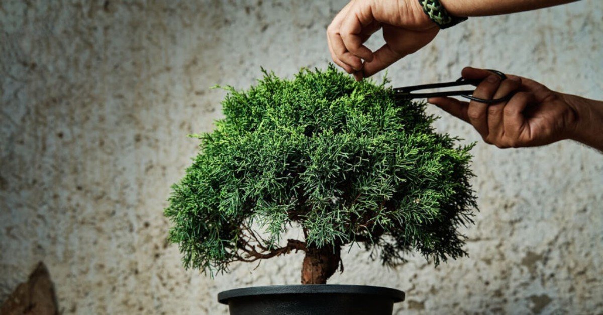 Juniper bonsai tree care