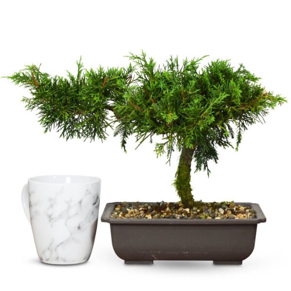 Juniper bonsai tree