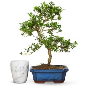 Japanese Holly bonsai tree