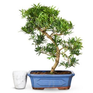 Buddhist Pine bonsai tree