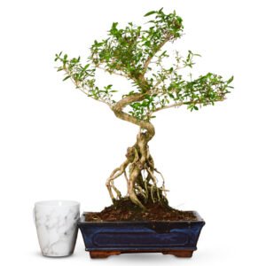 Serissa bonsai tree - Snowrose / Tree of a Thousand Stars