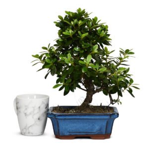 Azalea Bonsai Tree