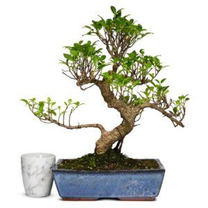 Fig Bonsai Tree