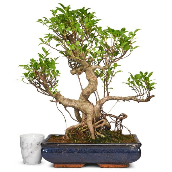 Banyan Bonsai Tree