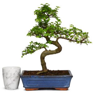 Chinese Elm Bonsai