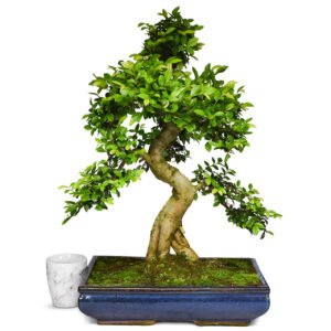 Indoor Elm Bonsai Tree