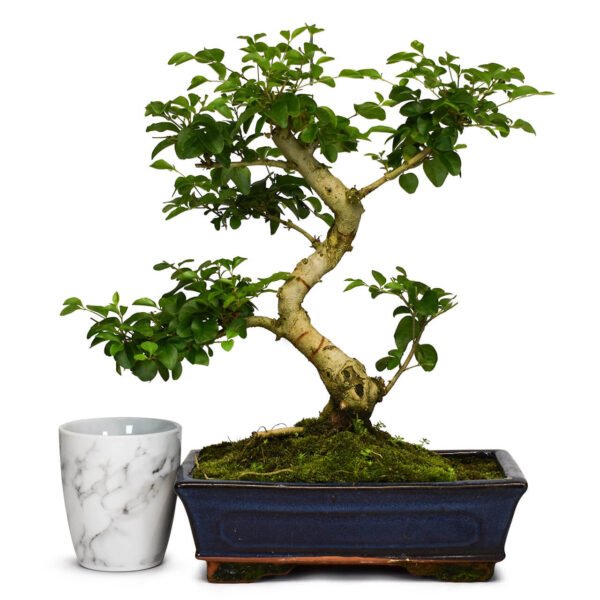 Mandarin Bonsai Tree