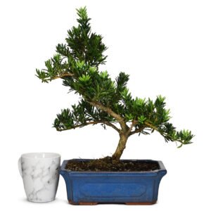 Outdoor Pine Bonsai Tree