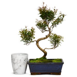 Brush Cherry Bonsai Tree