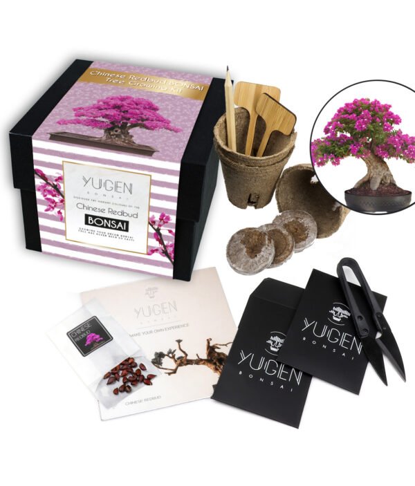 Redbud bonsai kit