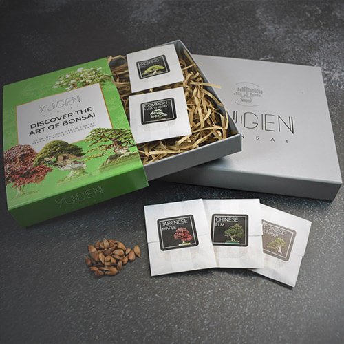 bonsai stocking filler